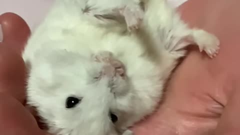 Handling a hamster slow motion