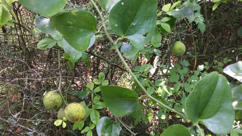 Southeast Texas Backyard Wildlife Garden 80