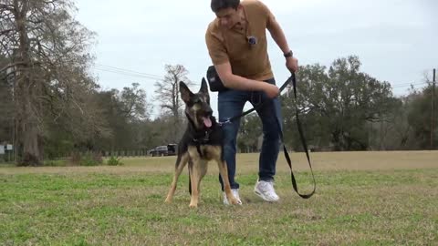 Will I Ever Be Able to Take This Reactive Dog on a Normal Walk? Reality Dog Training