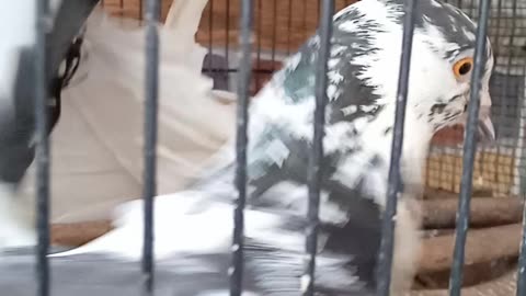 Pigeon feeding