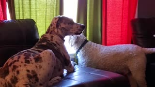 Great Dane & Poodle howling and barking at something through the window!