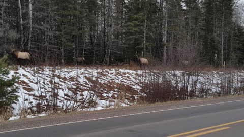 A Line of Elk