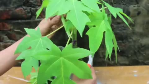 How to grow papaya at home