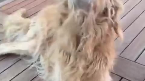 funy dogs on tiktok