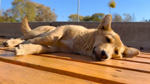 Close-up. The dog is resting in the park. Blue skies in the background