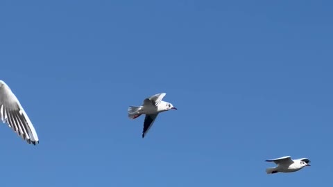 Birds Flying on Sky