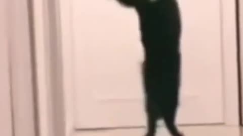 Cat double tap