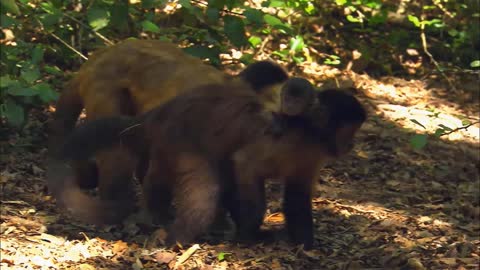 Monkeys in the jungle having fun