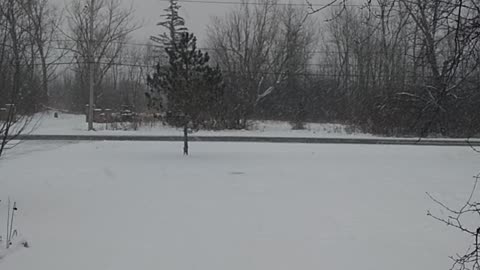 Pretty Lake Effect Snow And Cardinals