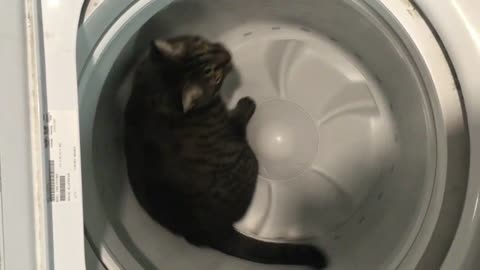 Cat Goes for a Spin