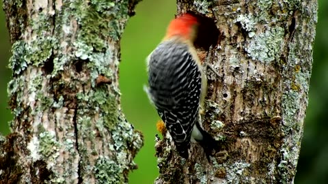 A woodpecker makes hole in the tree's trunk to make a nest