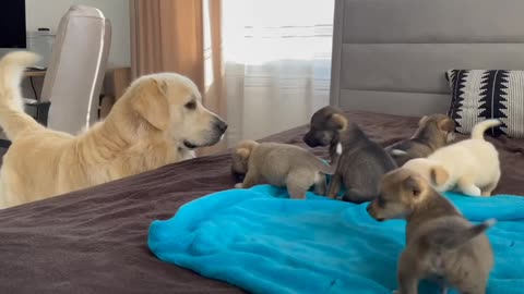 Meets Puppies for the First Time for their Mother