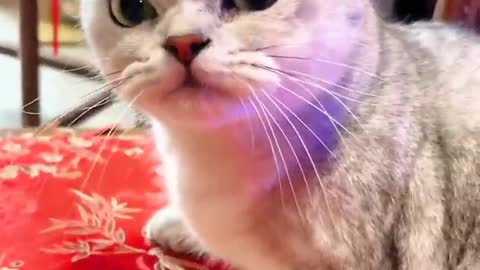 Cat Video 2023