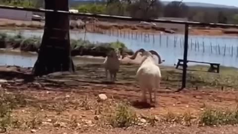 Funniest Animals🐧- Best Of The Funny Animals #shorts