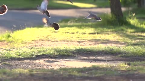 How does the crested pigeon make their mysterious alarm sound?