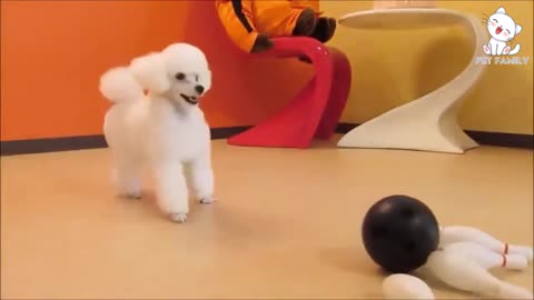 Best dog playing