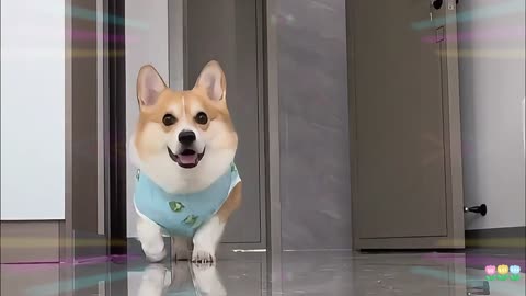 Corgi Model Fashion Show