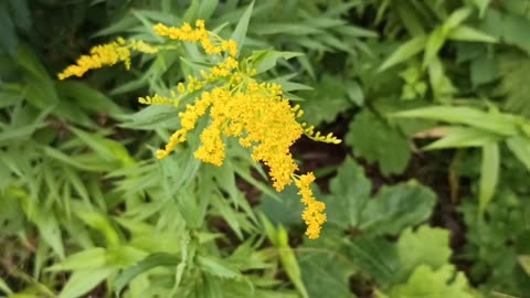 Goldenrod