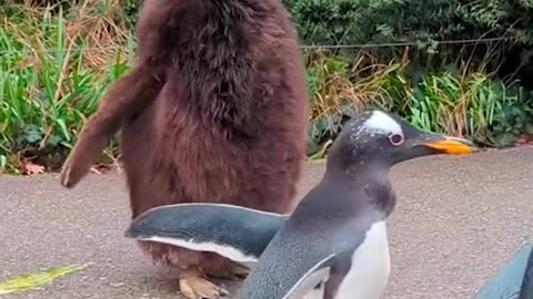 Baby penguin rocking a rare brown coat!