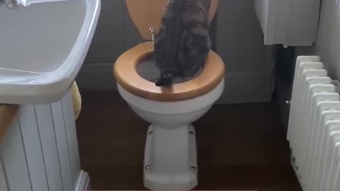 We Discovered Our Cat Has Been Using Our Human Toilet