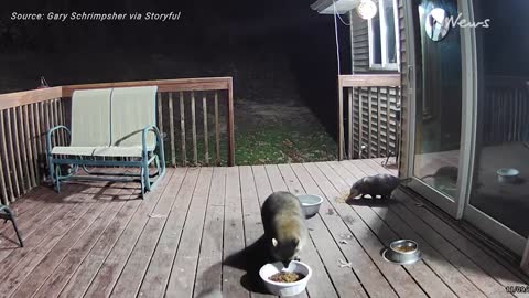 Security Camera Captures Raccoon Stealing Cat's Food From Deck