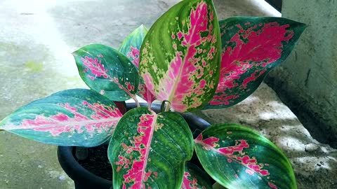 PLANT: Aglaonema