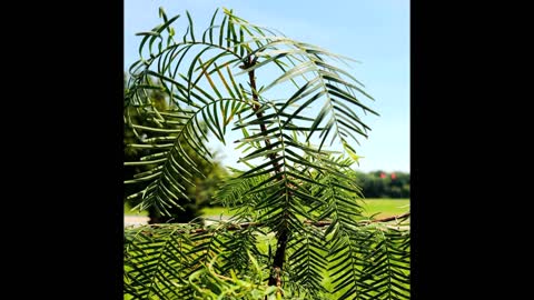 Song of the Dream Catcher by Usha the Dawn Redwood June 2020