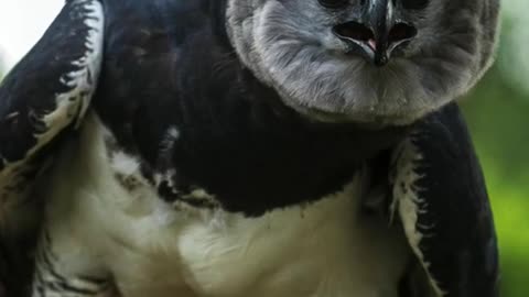 Harpy Eagle