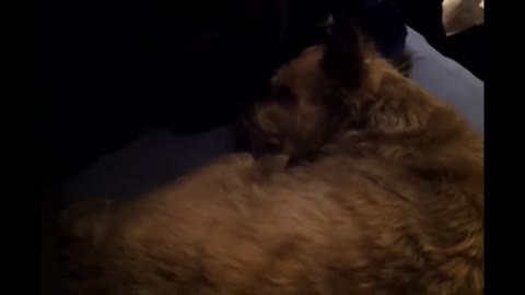 Dog Sleep Talking