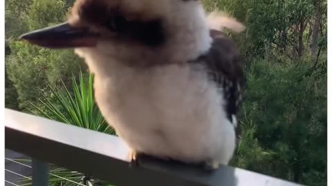 Cute Baby Kookaburras Laugh #shorts #shortvideo #video #virals #videoviral