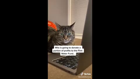 Funny animal videos 😂