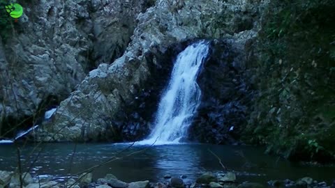 Cascade waterfall landscape forest