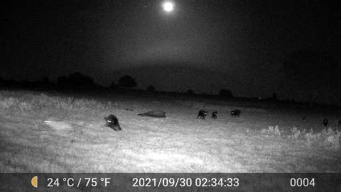 Hog chasing coyote