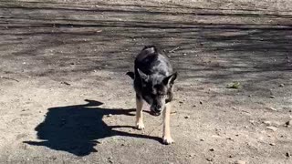 Fiona at dog park after cancer appointment 3.2021