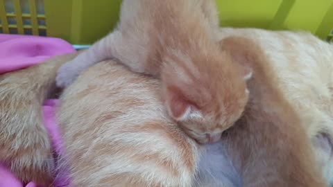 #kittens #catsofinstagram #cats #cat #kitten #kittensofinstagram Ep3