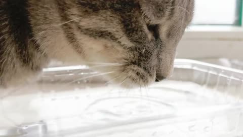 How do kittens drink water