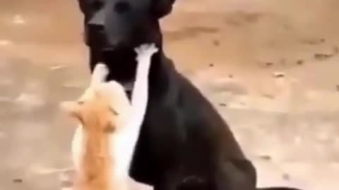 Funny Cat Giving a Neck Massage to a Dog #shorts