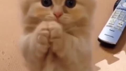 Cute cat funny videos