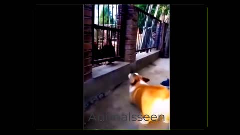 Dog And Chiken Fight - Funny Dog Fight Videos