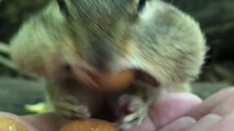 Cute little squirrels eat food