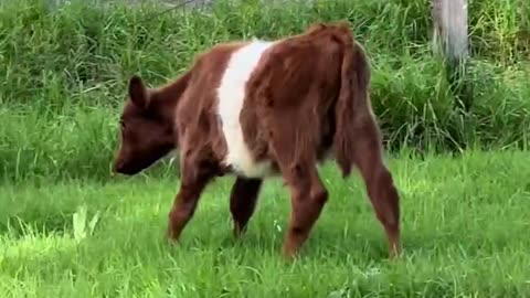 Cute cow with a funny spot