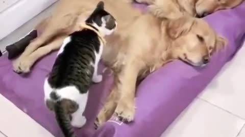 CAT SLEEPING BETWEEN 2 DOGS !!