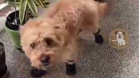 Dog's Hilarious First Reaction to Wearing Shoes