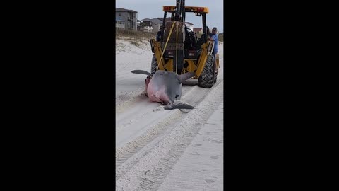 14-Foot Pregnant Great White Shark Washes Up On Florida Beach