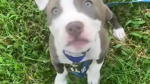 65-Pound Pit Bull Is The 'Fun Uncle' For Tiny Foster Puppies