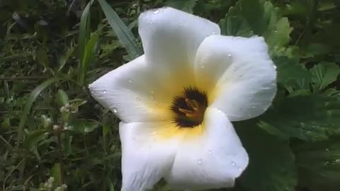 Linda flor sida sp, filmada de lado perto da grama, está com pingos de chuva [Nature & Animals]