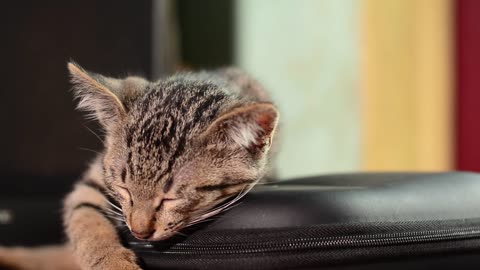 Cute cat taking a nap