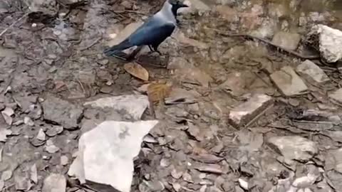 The Crow Bird 🕊️ Video By Kingdom of Awais