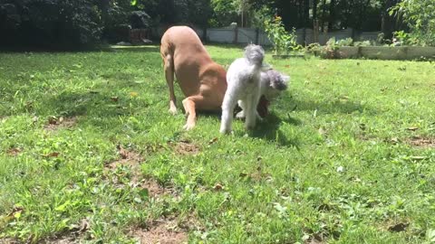 Big and small dog fight over toy person in grass fields