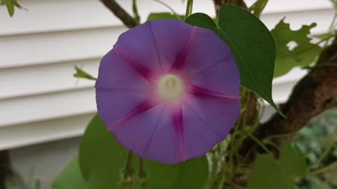 Morning Glory